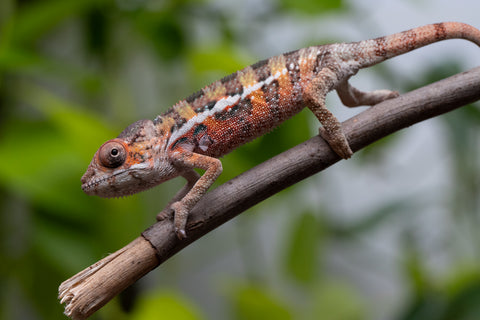Ambilobe From "Voanato-anjiana" (AKA Red Prince) x "Safo-drano" (AKA Deluge) - Hatched March 2026 - Male #1