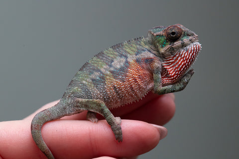 Ambilobe From "Voasary-bomba" (AKA Lemon Bomb) x "Lanona-taotso" (AKA Song Bird) - Hatched August 2026 - Male #1