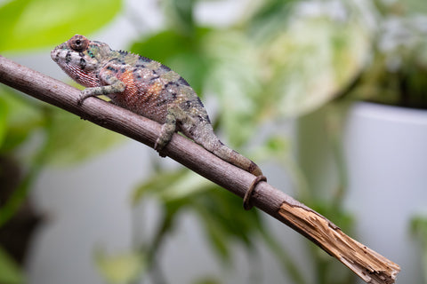 Ambilobe From "Voasary-bomba" (AKA Lemon Bomb) x "Lanona-taotso" (AKA Song Bird) - Hatched August 2026 - Male #1