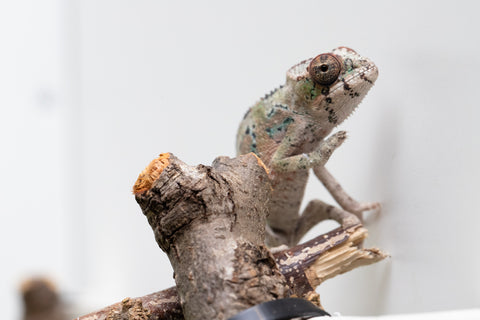 Ambilobe From "Voasary-bomba" (AKA Lemon Bomb) x "Lanona-taotso" (AKA Song Bird) - Hatched August 2026 - Male #2