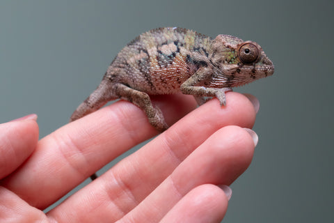 Ambilobe From "Voasary-bomba" (AKA Lemon Bomb) x "Lanona-taotso" (AKA Song Bird) - Hatched August 2026 - Male #2