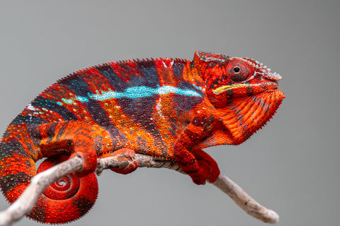 Pre-Order: Premiere Ambilobe group from "Voanato-anjiana" (AKA Red Prince) x "Mamibony" (AKA Nectar) - Hatched July 2025 - Ready to Ship:  Sept/Oct 25'