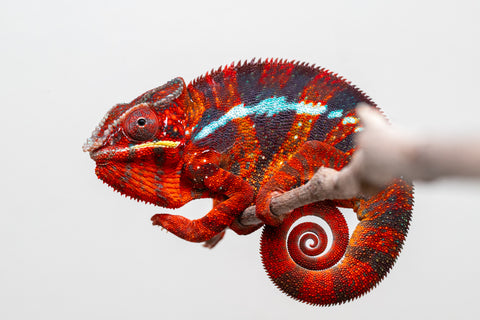 Pre-Order: Premiere Ambilobe group from "Voanato-anjiana" (AKA Red Prince) x "Mamibony" (AKA Nectar) - Hatched July 2025 - Ready to Ship:  Sept/Oct 25'