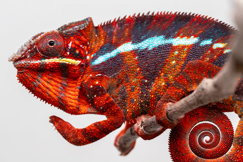 Pre-Order: Premiere Ambilobe group from "Voanato-anjiana" (AKA Red Prince) x "Mamibony" (AKA Nectar) - Hatched July 2025 - Ready to Ship:  Sept/Oct 25'