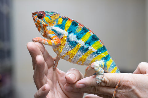 Pre-Order: Premiere Ambilobe Group From "Voasary-bomba" (AKA Lemon Bomb) x "Lanona-taotso" (AKA Song Bird) - Hatched August 2026 - Ready to Ship Oct - Nov