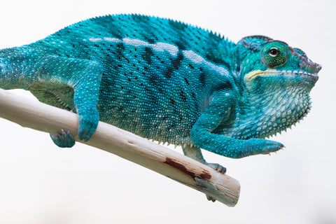 Pre-Order: Nosy Be group from "Dr Noonien Song" x "Tela Vasir" - Hatched March - April 2025, Ready to Ship: June - July