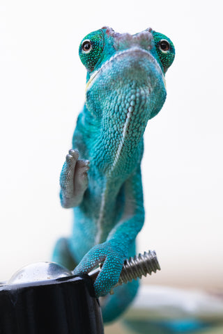 Pre-Order: Nosy Be group from "Dr Noonien Song" x "Tela Vasir" - Hatched March - April 2025, Ready to Ship: June - July