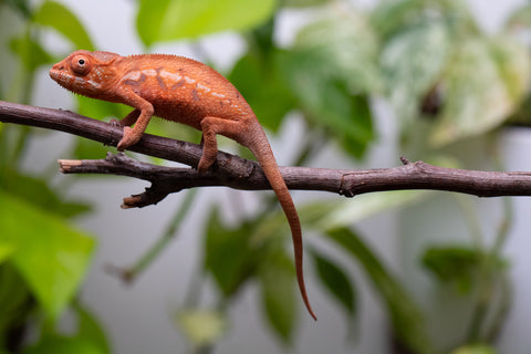 Ambilobe From "Zafiafy-dia" (AKA Generation Next) x "Jaky-lanitra" (AKA Red Sky) - Hatched July 2026 - Female #1