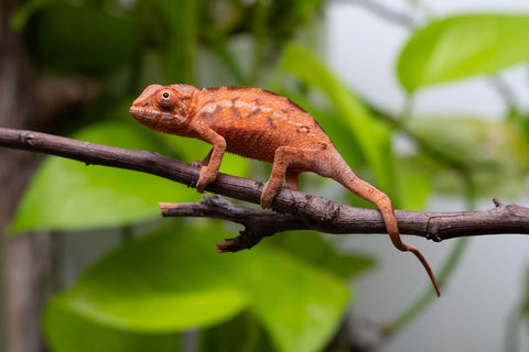 Ambilobe From "Zafiafy-dia" (AKA Generation Next) x "Jaky-lanitra" (AKA Red Sky) - Hatched July 2026 - Female #1