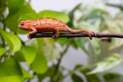 Ambilobe From "Zafiafy-dia" (AKA Generation Next) x "Jaky-lanitra" (AKA Red Sky) - Hatched July 2026 - Female #1