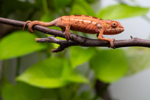Ambilobe From "Zafiafy-dia" (AKA Generation Next) x "Jaky-lanitra" (AKA Red Sky) - Hatched July 2026 - Female #1