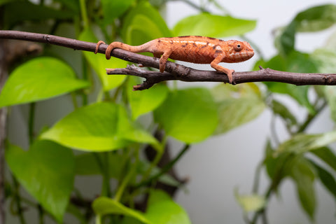 Ambilobe From "Zafiafy-dia" (AKA Generation Next) x "Jaky-lanitra" (AKA Red Sky) - Hatched July 2026 - Female #1