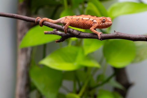 Ambilobe From "Zafiafy-dia" (AKA Generation Next) x "Jaky-lanitra" (AKA Red Sky) - Hatched July 2026 - Female #1