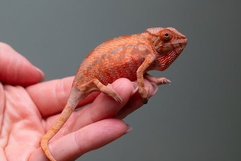 Ambilobe From "Zafiafy-dia" (AKA Generation Next) x "Jaky-lanitra" (AKA Red Sky) - Hatched July 2026 - Female #2