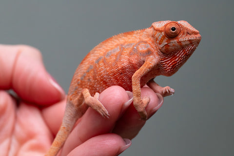 Ambilobe From "Zafiafy-dia" (AKA Generation Next) x "Jaky-lanitra" (AKA Red Sky) - Hatched July 2026 - Female #2