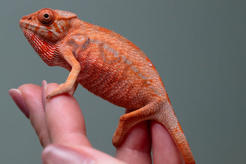 Ambilobe From "Zafiafy-dia" (AKA Generation Next) x "Jaky-lanitra" (AKA Red Sky) - Hatched July 2026 - Female #2