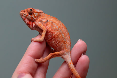 Ambilobe From "Zafiafy-dia" (AKA Generation Next) x "Jaky-lanitra" (AKA Red Sky) - Hatched July 2026 - Female #2