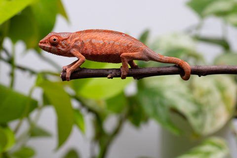 Ambilobe From "Zafiafy-dia" (AKA Generation Next) x "Jaky-lanitra" (AKA Red Sky) - Hatched July 2026 - Female #2
