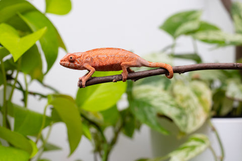Ambilobe From "Zafiafy-dia" (AKA Generation Next) x "Jaky-lanitra" (AKA Red Sky) - Hatched July 2026 - Female #2