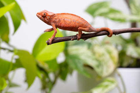 Ambilobe From "Zafiafy-dia" (AKA Generation Next) x "Jaky-lanitra" (AKA Red Sky) - Hatched July 2026 - Female #2