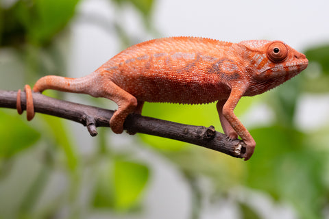Ambilobe From "Zafiafy-dia" (AKA Generation Next) x "Jaky-lanitra" (AKA Red Sky) - Hatched July 2026 - Female #2