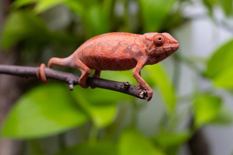 Ambilobe From "Zafiafy-dia" (AKA Generation Next) x "Jaky-lanitra" (AKA Red Sky) - Hatched July 2026 - Female #2
