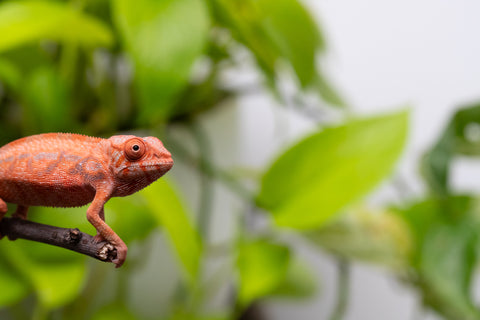 Ambilobe From "Zafiafy-dia" (AKA Generation Next) x "Jaky-lanitra" (AKA Red Sky) - Hatched July 2026 - Female #2