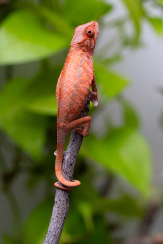 Ambilobe From "Zafiafy-dia" (AKA Generation Next) x "Jaky-lanitra" (AKA Red Sky) - Hatched July 2026 - Female #2
