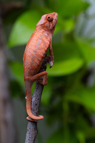 Ambilobe From "Zafiafy-dia" (AKA Generation Next) x "Jaky-lanitra" (AKA Red Sky) - Hatched July 2026 - Female #2