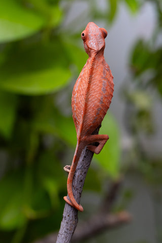 Ambilobe From "Zafiafy-dia" (AKA Generation Next) x "Jaky-lanitra" (AKA Red Sky) - Hatched July 2026 - Female #2