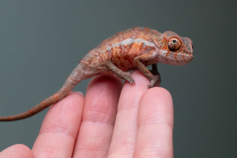 Ambilobe From "Zafiafy-dia" (AKA Generation Next) x "Jaky-lanitra" (AKA Red Sky) - Hatched July 2026 - Male #1