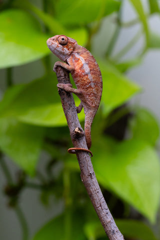 Ambilobe From "Zafiafy-dia" (AKA Generation Next) x "Jaky-lanitra" (AKA Red Sky) - Hatched July 2026 - Male #1