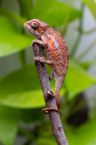 Ambilobe From "Zafiafy-dia" (AKA Generation Next) x "Jaky-lanitra" (AKA Red Sky) - Hatched July 2026 - Male #1