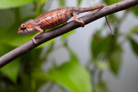Ambilobe From "Zafiafy-dia" (AKA Generation Next) x "Jaky-lanitra" (AKA Red Sky) - Hatched July 2026 - Male #1
