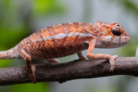 Ambilobe From "Zafiafy-dia" (AKA Generation Next) x "Jaky-lanitra" (AKA Red Sky) - Hatched July 2026 - Male #1