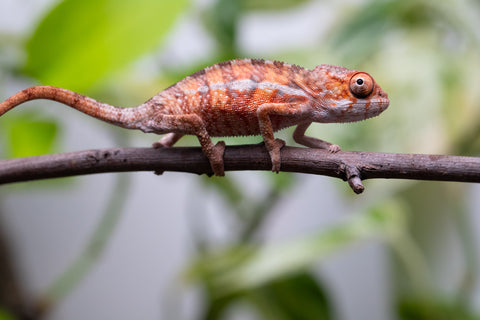 Ambilobe From "Zafiafy-dia" (AKA Generation Next) x "Jaky-lanitra" (AKA Red Sky) - Hatched July 2026 - Male #1