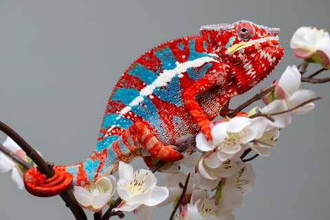 Pre-Order: Ambilobe Group From "Zafiafy-dia" (AKA Generation Next) x "Jaky-lanitra" (AKA Red Sky) - Hatched July 2026 - Ready To Ship Oct - Nov