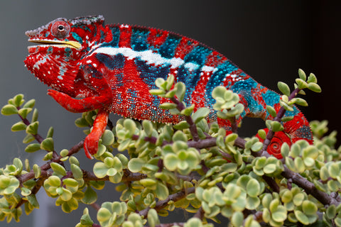 Pre-Order: Ambilobe Group From "Zafiafy-dia" (AKA Generation Next) x "Jaky-lanitra" (AKA Red Sky) - Hatched July 2026 - Ready To Ship Oct - Nov