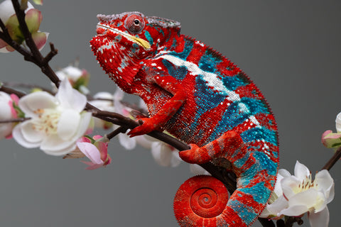 Pre-Order: Ambilobe Group From "Zafiafy-dia" (AKA Generation Next) x "Jaky-lanitra" (AKA Red Sky) - Hatched July 2026 - Ready To Ship Oct - Nov